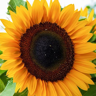Garden Sunflower Seeds 20g -