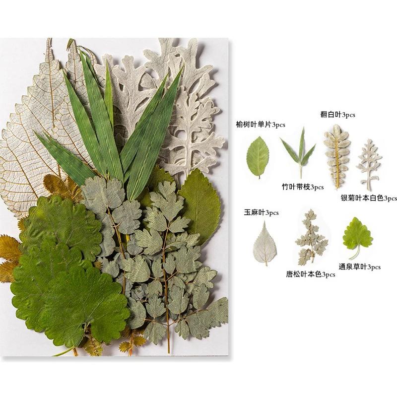 21PCS Set Dried Pressed Plants Leavse for Jewelry Resin Making Natural Green Leaves Flowers Material for DIY Supplies