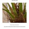 Xianci Southeast Asian Style Potted Palm Tree: Faux Coconut Needle Palm for Landscaping and Mall Decor.