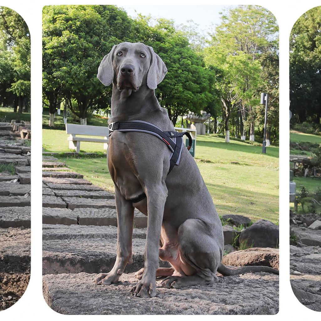 Pettorina Anti-Tiro per Cani – Per Addestramento, Passeggiate Quotidiane e Controllo Facile - Vestibilità Regolabile, Riflettente e Imbottita (Grande, Grigio)