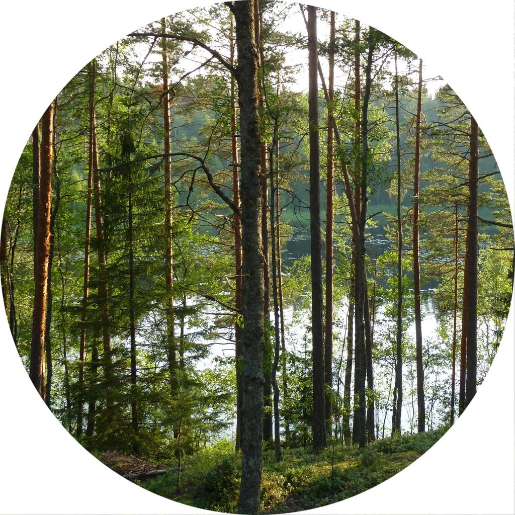 Forest Tree Landscape Print Round Carpet Non-slip Floor Mat Soft Indoor Circle Area Rug for Living Room Bedroom Dorm Kitchen