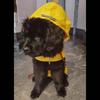 Dog Raincoat Lightweight Waterproof Large Pet Dog Rain Jackets with Hood Reflective Strip Safety for Dog