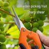 Cross-Border Horticulture Pruning Shears for Fruit, Grapes, and Vegetables