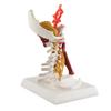 Halswirbelsäulenmodell Abnehmbares Menschliches Spinalnervenmodell für Arzt-Patienten-Kommunikation Lehrpräsentation