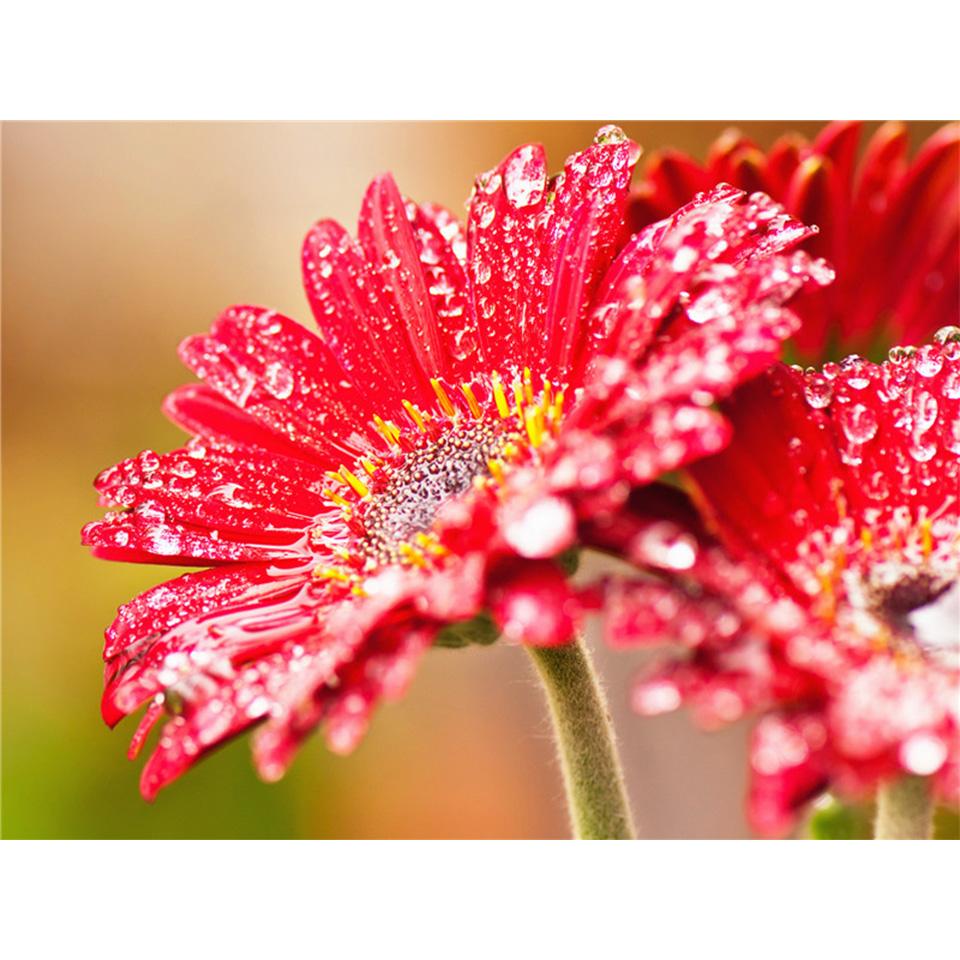 5D DIY Diamond Painting Flower Cross Stitch Kit Diamond Embroidery Rhinestone Picture Mosaic Home Decoration Hand-Mosaic Gift