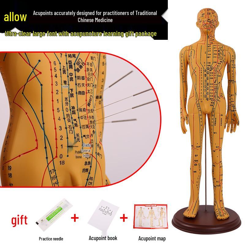 Ultra-Clear Silicone Model: Acupuncture & Meridians Teaching for Tuina Massage Practice