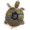 Tortoise Leash Wear-resistant Adjustable Size Safety Traction Rope Harness Strap for Tortoise Turtle Pet Turtle Supplies