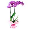 Reliably Pack of 20 Multi Use Indoor Outdoor Plant Sticks Bendable Flower Supports 16inch in Green Color Versatile