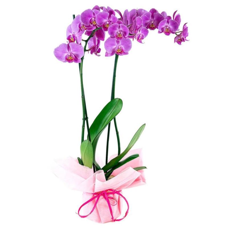 Reliably Pack of 20 Multi Use Indoor Outdoor Plant Sticks Bendable Flower Supports 16inch in Green Color Versatile