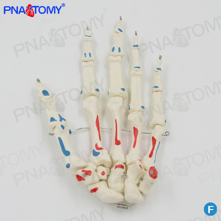 Colored Human Hand Joint & Muscle Model with Movable Skeleton and Fingertips 1:1 Scale
