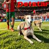 Portugal National Team Theme Pet Leash Adjustable Nylon Slip P Chain Dog Collar Traction Rope for Medium Large Puppy Dogs