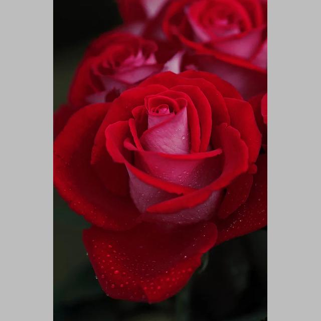 DIY 5D Diamond Painting Bright Roses Diamond Mosaic Cross Stitch Kits Home Decoration Full Round Diamond Embroidery