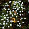 Led Solar Power Sakura Cherry Blossom Light 50led Spotlight Beads Tree String Lights Decorative for Tree Fences Hedges