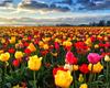 RUOPOTY DIY Frame Oil Painting By Numbers Tulip Flower Home Decor Acrylic Home Decor On Canvas Wall Art Picture For Living Room