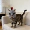 Role Playing Roman Helmet Lovely Cats Ear Helmet Costume Accessory for Themed Parties and Photo Props
