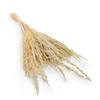 Sand Reed (Calamagrostis Epigejos) - Bleached
