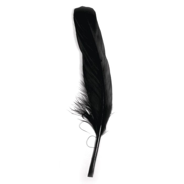 Plume d'oie longue Noir 16/20 cm 8 pièces