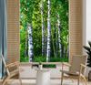 Wallpaper Birch Forest Nature
