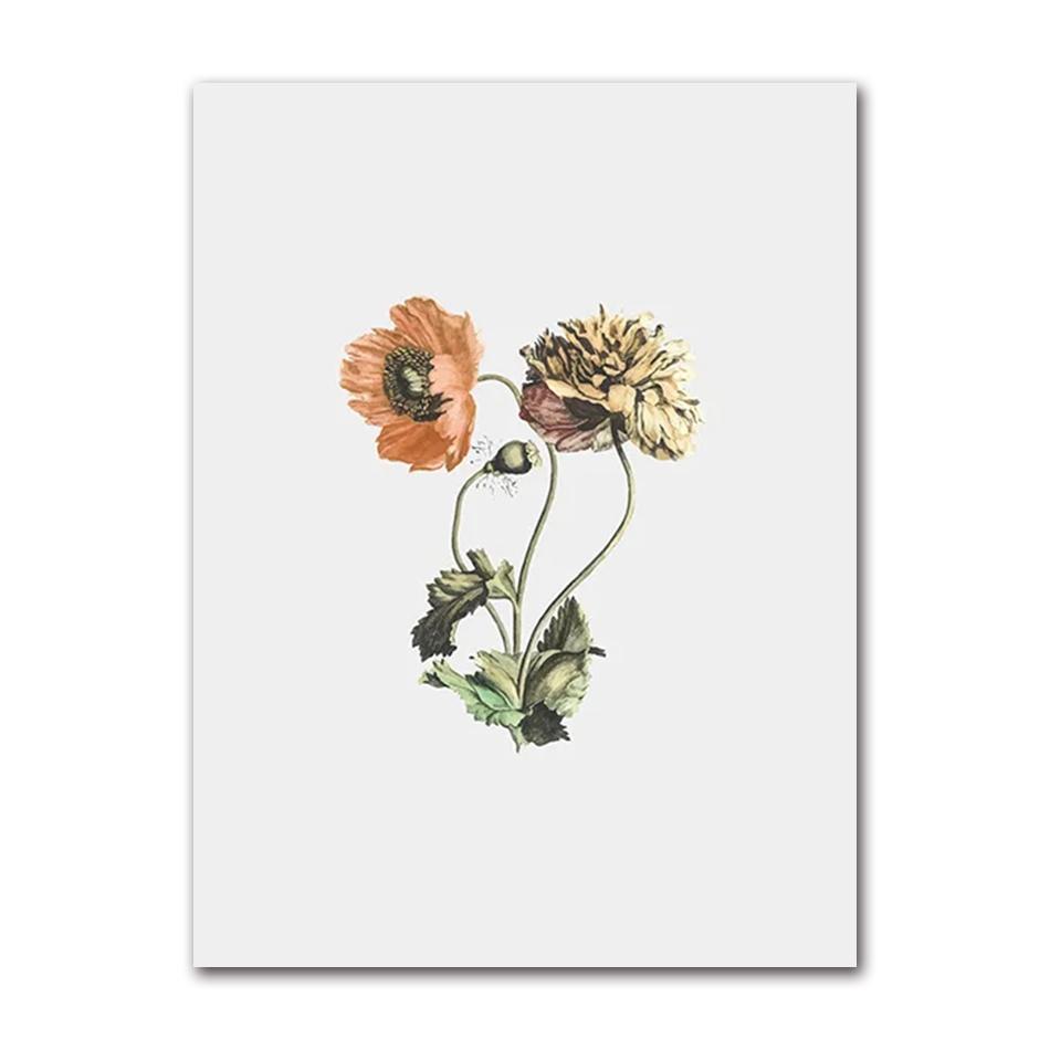 Vintage Wildpflanzen Poster Botanische Blumendrucke Leinwandmalerei Moderne Wandkunst Bilder für Wohnzimmer Dekoration