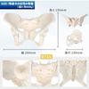 KIYOMARU Pelvis Model That Can Be Moved Human Body Bone Sacroiliac Elastic Female Easily, Model, Model, Joint, Cord, Mobility,