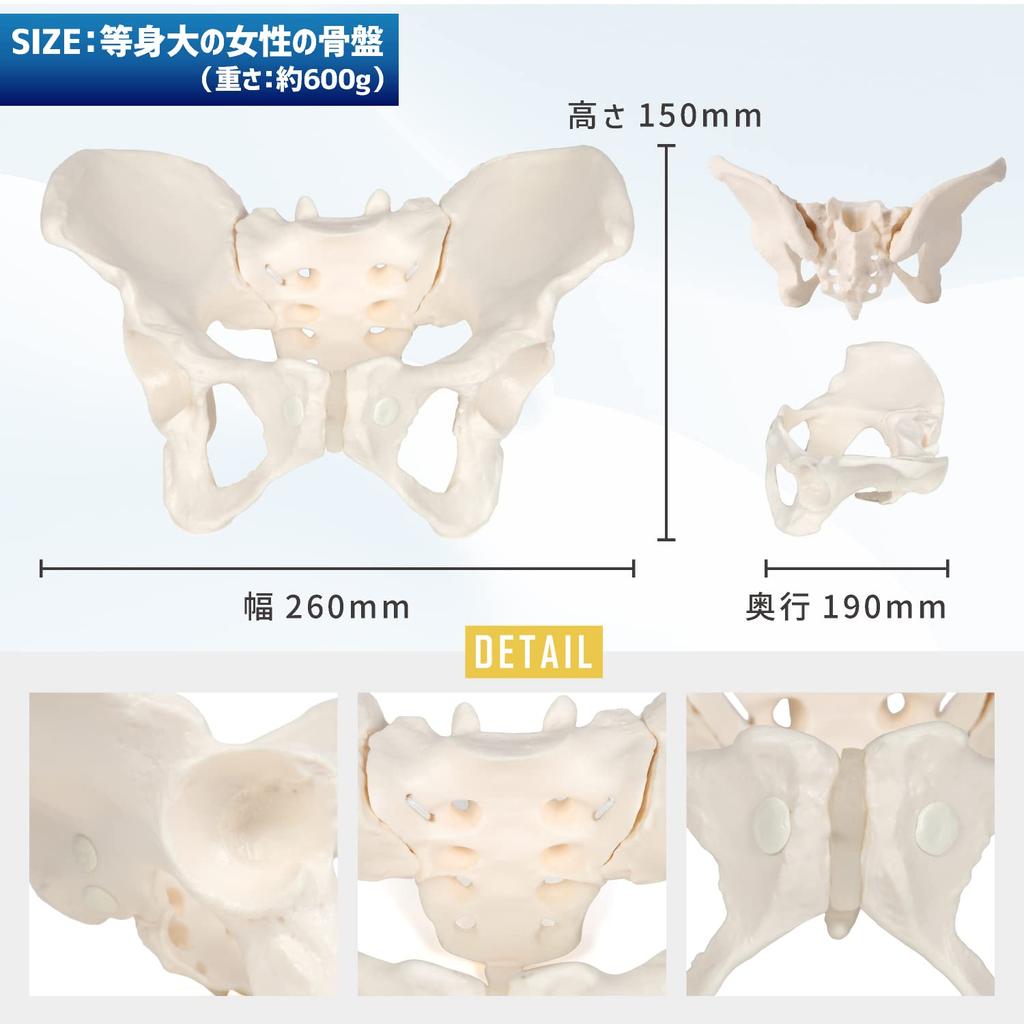 KIYOMARU Pelvis Model That Can Be Moved Human Body Bone Sacroiliac Elastic Female Easily, Model, Model, Joint, Cord, Mobility,