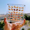 Natural Mini Conch, Shell Starfish, High Transparency Acrylic Storage Box, Material Box, Micro Shell Sand Specimen, Seaside Gift