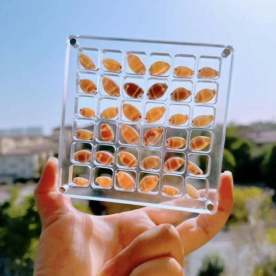 Natural Mini Conch, Shell Starfish, High Transparency Acrylic Storage Box, Material Box, Micro Shell Sand Specimen, Seaside Gift