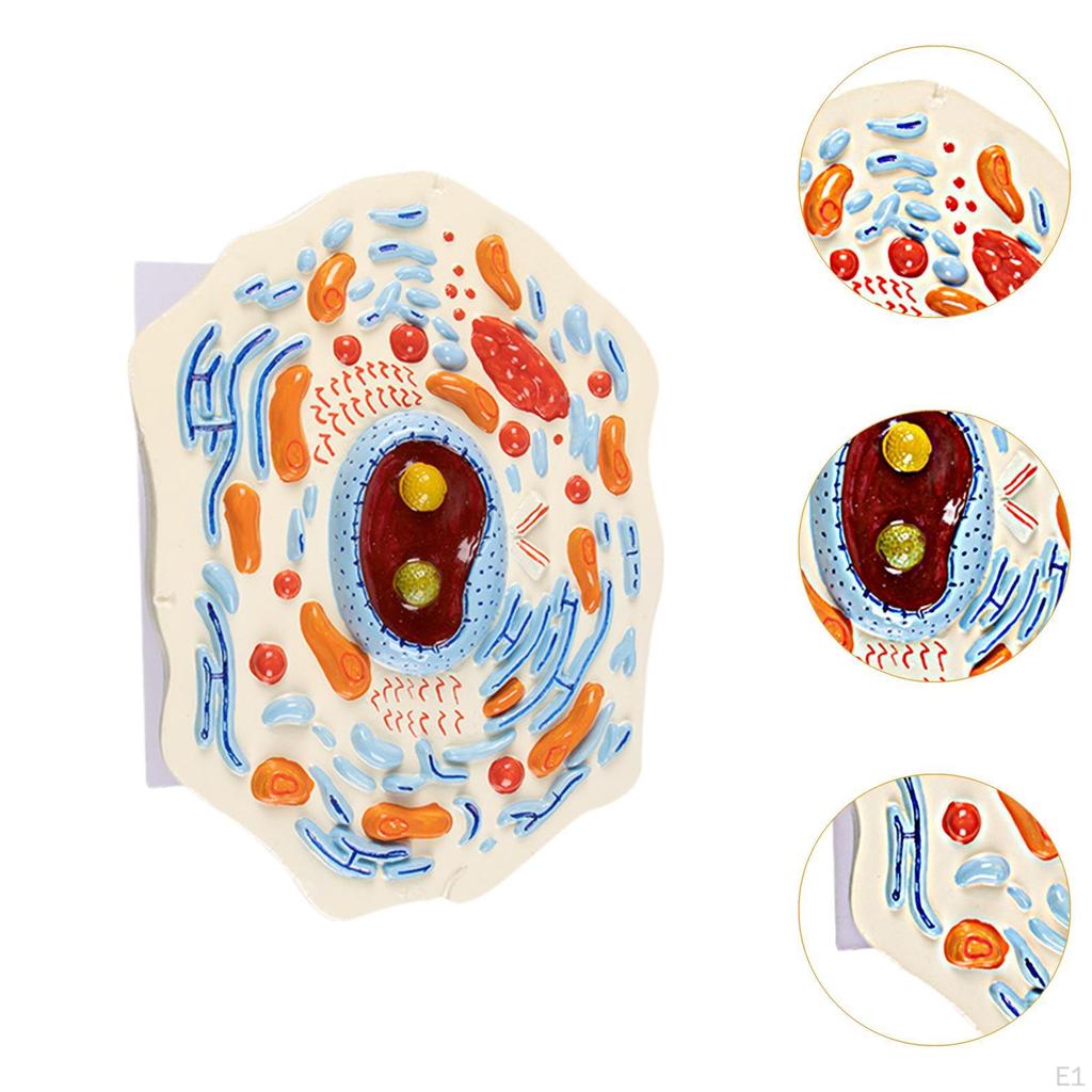 Cell Anatomy Model Anatomical Educational Stem Kit Biology Science Projects