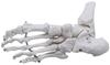 Monolife Foot Bone Model, Foot Bone Model, Ankle Joint Model, Right Foot Specimen, Ankle, Articulating Type