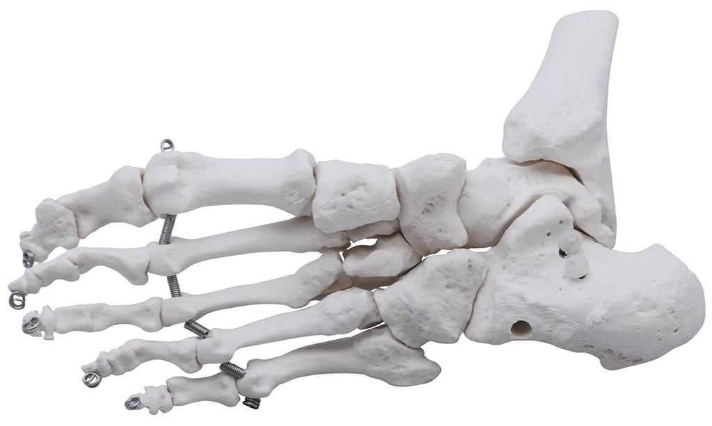 Monolife Foot Bone Model, Foot Bone Model, Ankle Joint Model, Right Foot Specimen, Ankle, Articulating Type