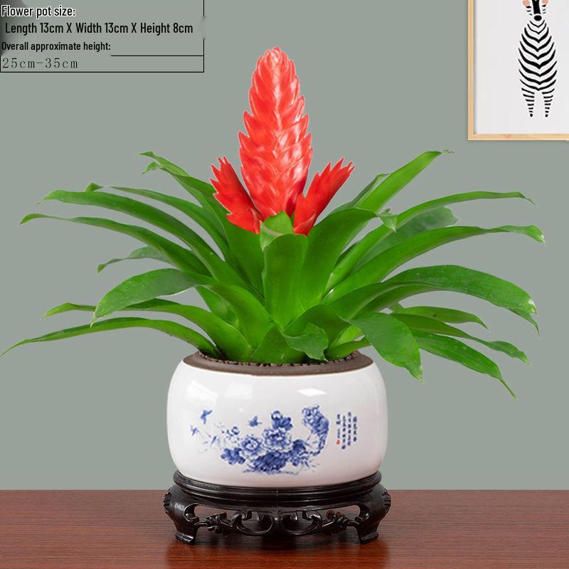 Jade Fan: Indoor Easy-Care Green Plant for Wealth & Blooms