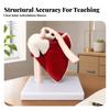 PVC Shoulder Joint Model with Base for Study Classes