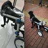Dog Wheelchair For Hind Leg Rehabilitation