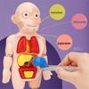 DIY Human Organ Model Kit: STEM Science Toys for Kindergarten Early Education
