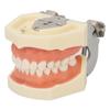 Maxillary Cyst Dental Model 28 Teeth Soft Gum Cyst Teeth Teaching Model for Practicing Incise Abscess