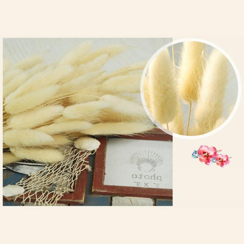 50 Steli Di Fiori Secchi Lagurus (Coda Di Coniglio) – Colore Bianco – Lunghezza 45 Cm – Per Decorazioni E Matrimoni - 2