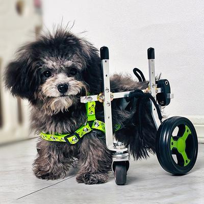 Köpek – Köpek bakım ürünleri