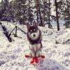 Dog Shoes Rubber Rain Boots Winter Teddy Durable Non-slip Waterproof Cute Pattern Ins Style L