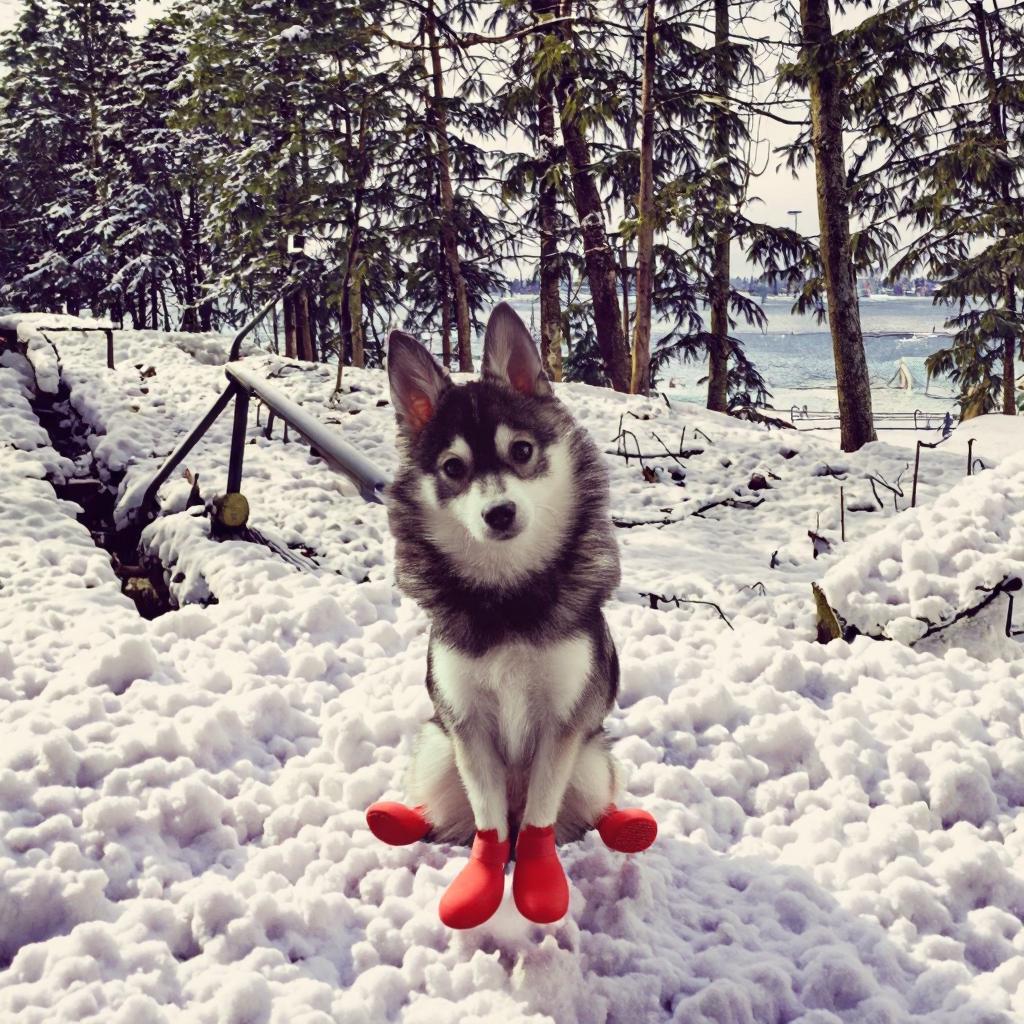Dog Shoes Rubber Rain Boots Winter Teddy Durable Non-slip Waterproof Cute Pattern Ins Style L