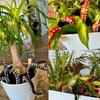 Sea Monster Octopus Tentacles Set of 7 Home Living Room Small Potted Decoration Outdoor Pastoral Field Flower Pot Decoration
