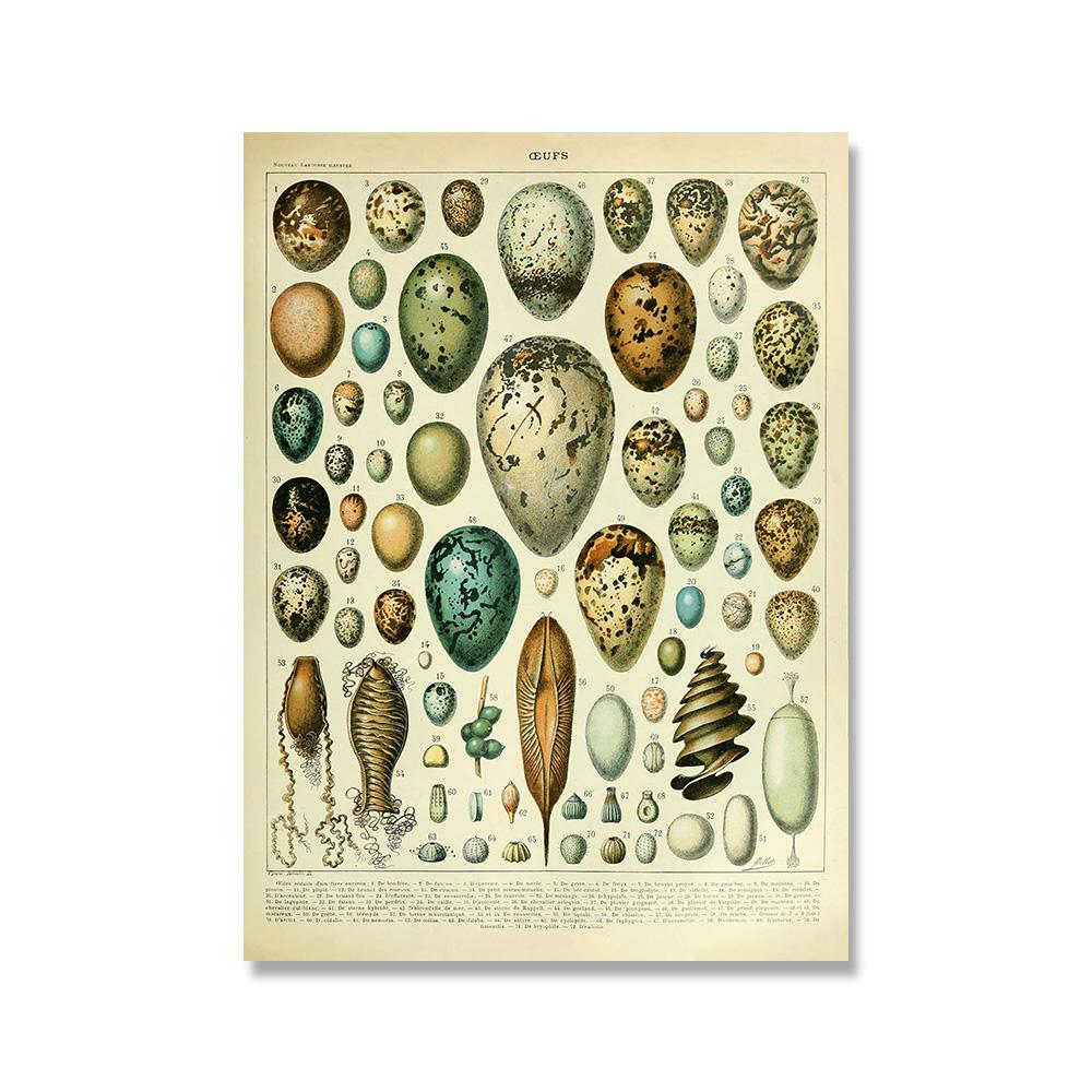 Adolphe Millot Botanisches Poster Blumen Früchte Gemüse Eier Pilze Leinwandmalerei Wandkunst Leinwandmalerei Heimdekor