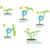360 Degrees Plant Branch Benders Adjustable Plant Supports Ixed Clips Planter Holder Tools Garden Supplies Plant Bender