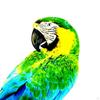 Handcrafted Parrot Figurine for Outdoor Display