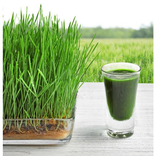 Golden Herb Premium Barley Sprout Juice Powder Stick, 1g, 300 pieces,Korean health food