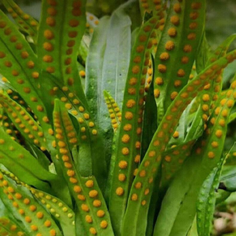 Changbai Mountain Wild Fossil Grass Golden Grass Kidney Essence Tea Male Health