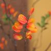 Withered Autumn Leaf Plant Bouquet Retro Fake Maple Leaf Branch Artificial Maple Leaf  Balcony