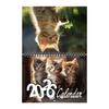 Hanging Loop Cat Calendar Durable Construction Monthly Planner Kitten Wall Calendar  Office Decor