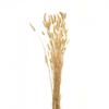 Bunny Tail Dried Plant