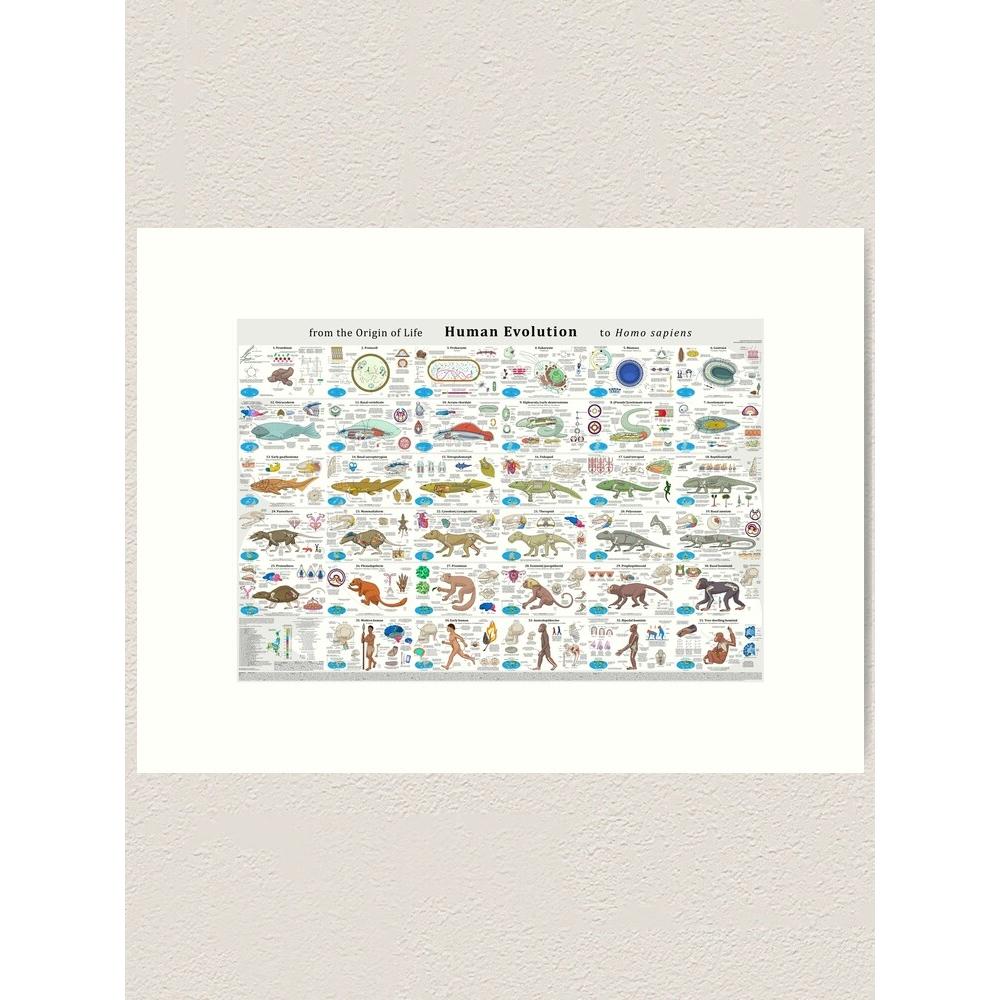 Tapestry of human evolution from origin 75x100