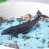Cross-border Marine Animal Models: Dolphin, Megalodon, Humpback Whale, Orca, Whale Shark, Hammerhead Shark - Children's Science Education Ornaments